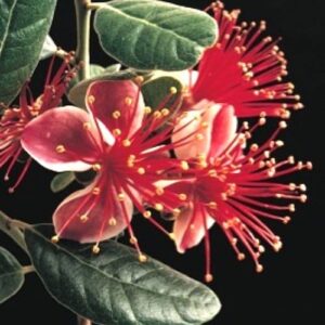 Anatoki Pineapple Guava plant flower of pink, red and white.