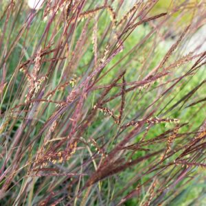 Andropogon Gerardii Blackhawks seed heads.