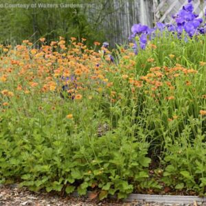 Apricot Geum swath of fresh green foliage clumps with a long-stemmed orange flowers rising above them.