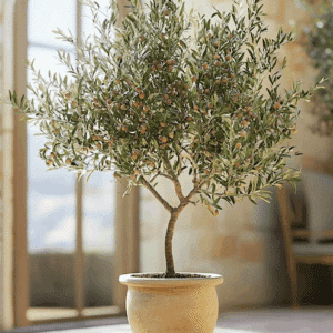 Arbequina Olive plant potted up in a terracotta pot.