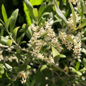 Arbequina Olive Tree flowers of white, and green, slender leaves.