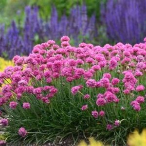 A swath of Armeria maritima Splendens in bloom with pink, globe-shaped flower clusters on tall stems, above grass-like foliage.