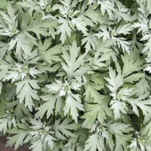 Artemisia Silver Lining grey green deeply cut foliage.
