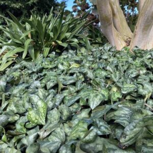 A swath of Asarum splendens with elongated, heart-shaped dark green leaves with silver mottling.