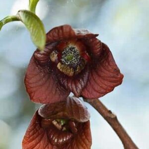 Asimina Triloba purple brown flowers.