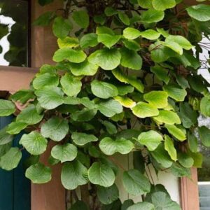 Atlas Kiwi Vine with large leaves, trellised on the side of a house.