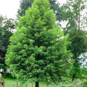 A tree with light green Bald Cypress spring foliage.