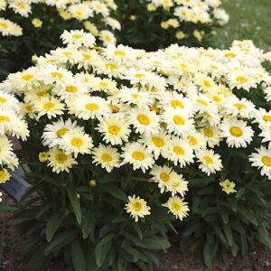 Grouping of Banana Cream II Shasta Daisy plants in bloom with yellow and creamy white flowers.