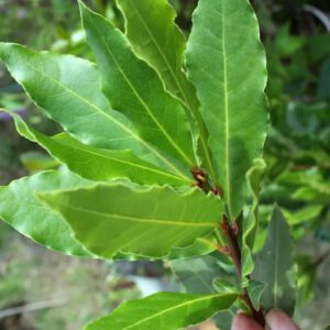 Sprig of fresh Bay Leaf tree leaves.
