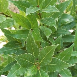 Bay Tree with leather, green leaves.