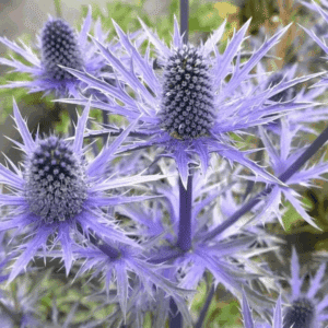 Big Blue Sea Holly electric, steel-blue flowers packed into large, egg-shaped heads collared by spiky blue bracts.