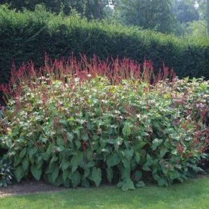 A large, Bistorta amplexicaulis Speciosa with tall flower spikes of red bottle-brush flowers.