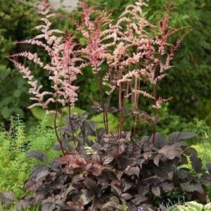 Black Astilbe with pink flowers and dark chocolate foliage.
