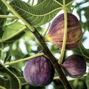 Black fig tree gorgeous palmate leaves on light green stems, ripening fruit and dark branches.