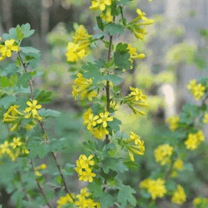 Black Topaz Clove Currant pretty yellow flowers and green deeply lobed leaves covering straight stems.