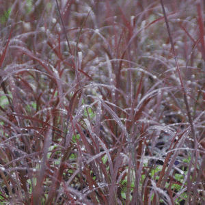 Close-up of Blackhawks Big Bluestem grass burgundy blades.
