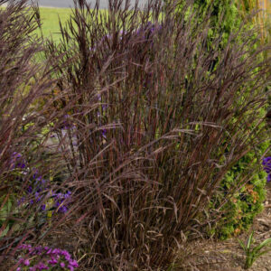 Gorgeous dark colours of Blackhawks Big Bluestem plant in the fall.