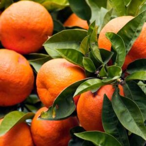 Blood orange plant with many, large round oranges and large, leathery leaves.