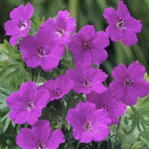 Bloody Cranesbill intensely purplish-pink, saucer-shaped flowers with dark purple veins.