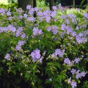 A swath of pretty Blue Cranesbill plants.
