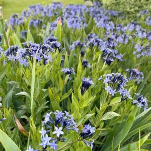 Stems of Blue Dogbane with green leaves and blue flowers.