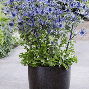 Blue Eryngo in a white pot.