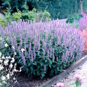 A large, beautiful Blue Fortune Agastache plant covered with spikes of lavender-blue flowers.