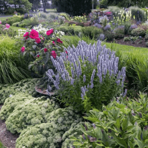 Blue Giant Hyssop plant, covered with spikes of lavender-blue blooms, in a beautiful garden bed.