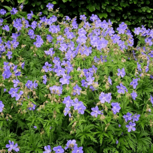 Blue Hardy Geranium swath with clumps of lacy, green foliage with small, blue flowers waving above the plants.