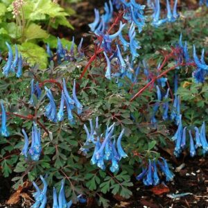 Blue Heron Corydalis plant of long, sapphire, tubular flowers on short red stems above ferny blue green foliage.