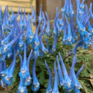 The long, tubular flowers of Blue Heron Fumewort in a striking sapphire blue.