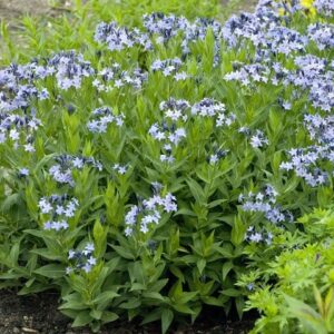 A swath of Blue Ice Blue Star Plants with bright green foliage and beautiful periwinkle blue, star-shaped flowers.