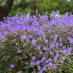 A clump of Blue Meadow Cranesbill pretty, small, bright, blue-purple flowers waving above dark foliage.