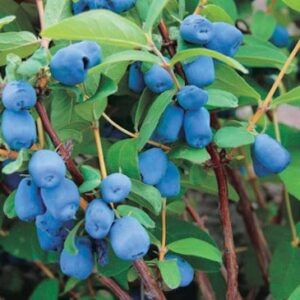Blue Pagoda Honeyberry bush of light, fresh green leaves, covered in dark blue, fleshy berries.