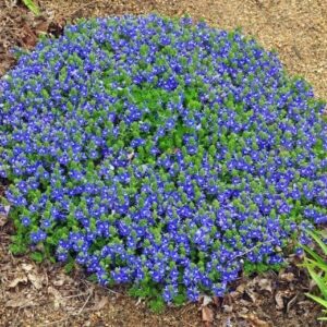 A low-laying clump of Blue Speedwell ground-cover full of small, blue blooms.