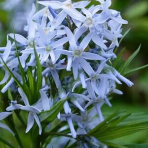 A cluster of Blue Star Plant starry blue flowers.