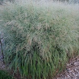 Blue Switch Grass with powder blue foliage and sprays of cream seed heads at the top of the plant.