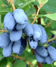 Blue Velvet Honeyberry Haskap deep blue, fleshy fruits on the stem.