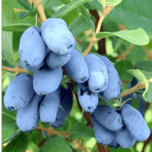 Blue Velvet Honeyberry Haskap deep blue, fleshy fruits on the stem.