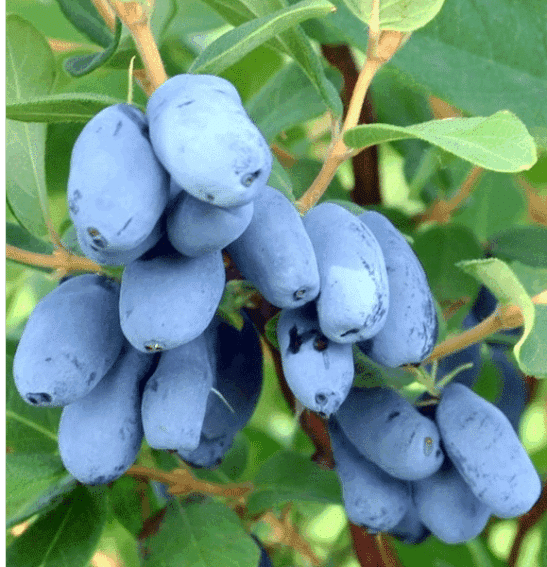 Blue Velvet Honeyberry Haskap deep blue, fleshy fruits on the stem.