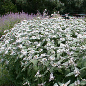 Blunt Mountain Mint planting of plants with pale pink flowers surrounded by leaves with a silver highlight.