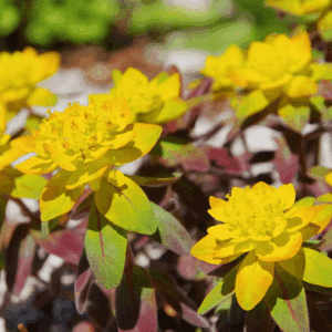Bonfire Cushion Spurge gorgeous yellow bracts against multi-coloured foliage.