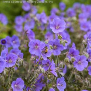 Dainty, bright, purple-blue Boom Chocolatta Geranium flowers up close.