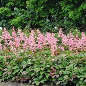 Bronze Peacock Rodgers Flower in a mass planting.