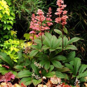 Bronze Peacock Rodgersia plant of spikes of pink flowers above thick, glossy, green foliage with dark margins.