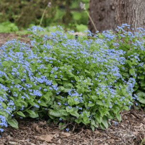 A swath of Brunnera macrophylla Jack Frost with delicate looking blue flowers.