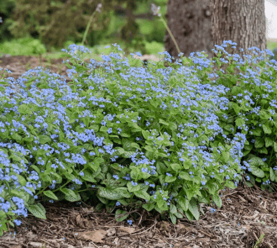 Jack Frost Brunnera | Jack Frost Siberian Bugloss