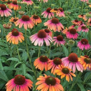 A swath of colourful Butterfly Rainbow Marcella Coneflower.