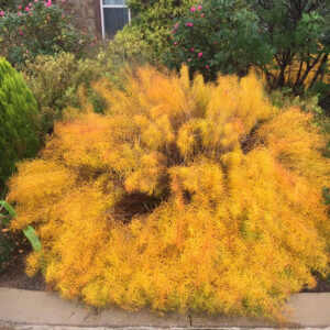 Butterscotch Bluestar plant in its fall butterscotch foliage.