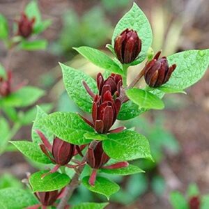 Calycanthus floridus brach with velvety, marron coloured, magnolia-like flowers.